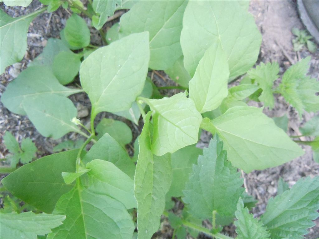 Physalis alkekengi